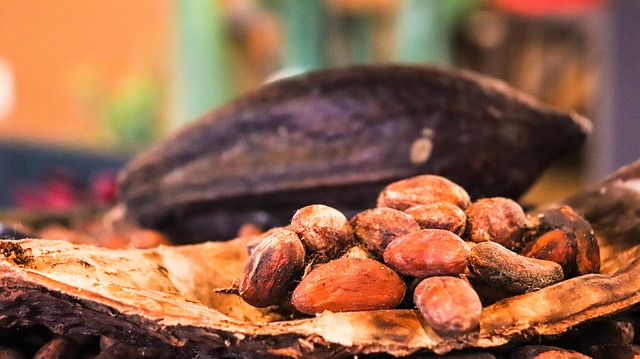 investire in cacao