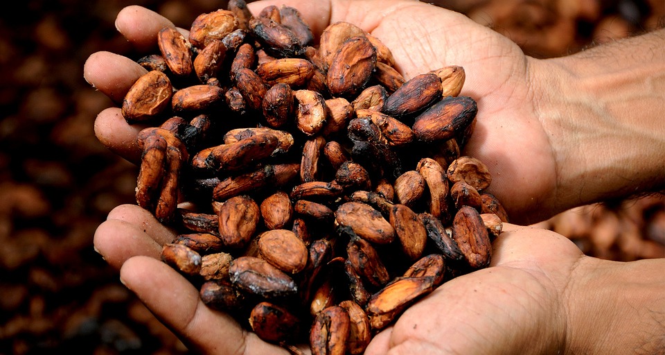 fare trading con il cacao
