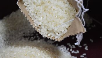 come fare trading con il riso